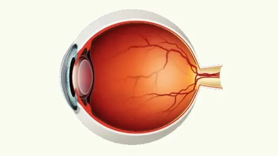 retina-3 {faces}